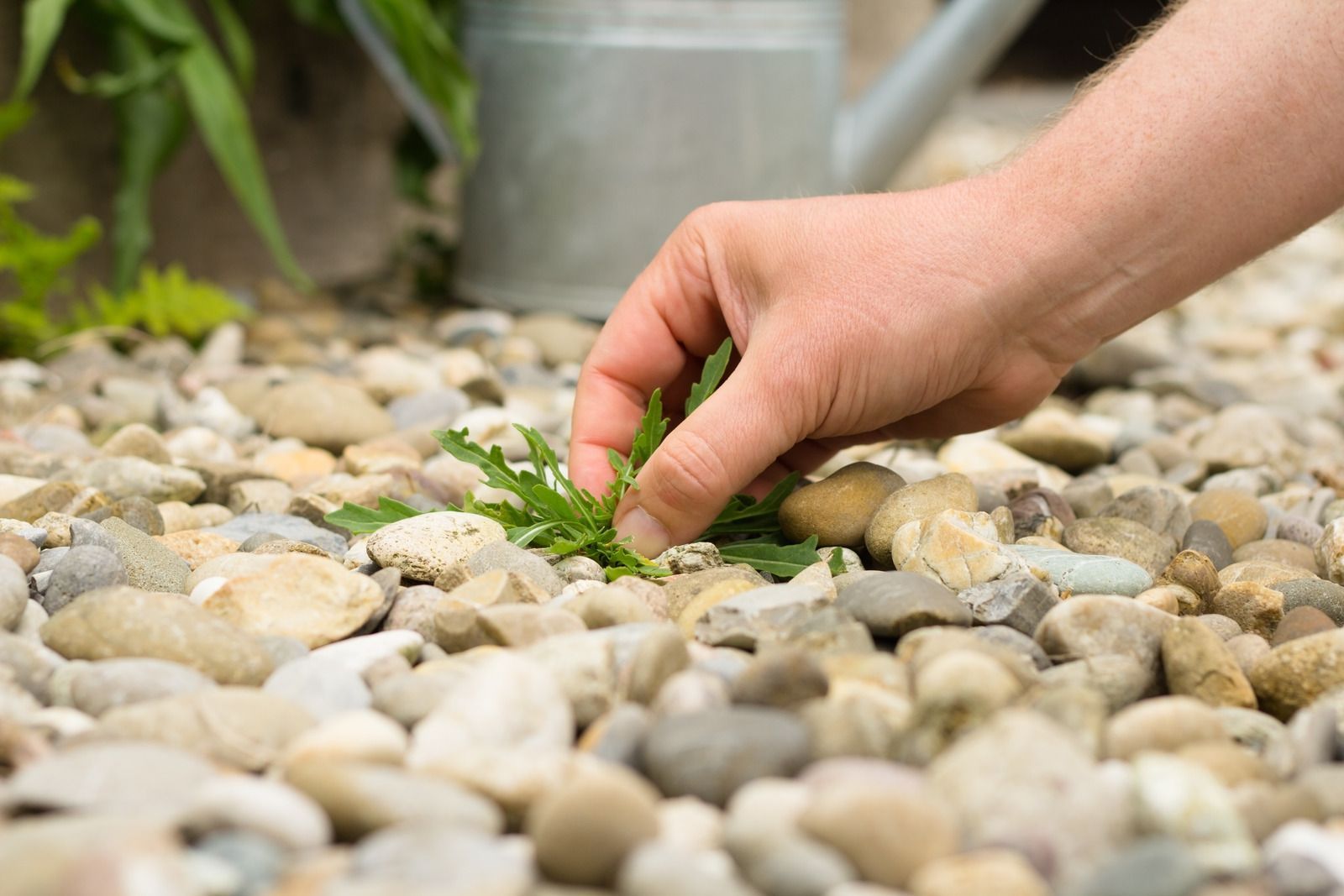 Hand planting a small green seedling among smooth pebbles in a garden bed