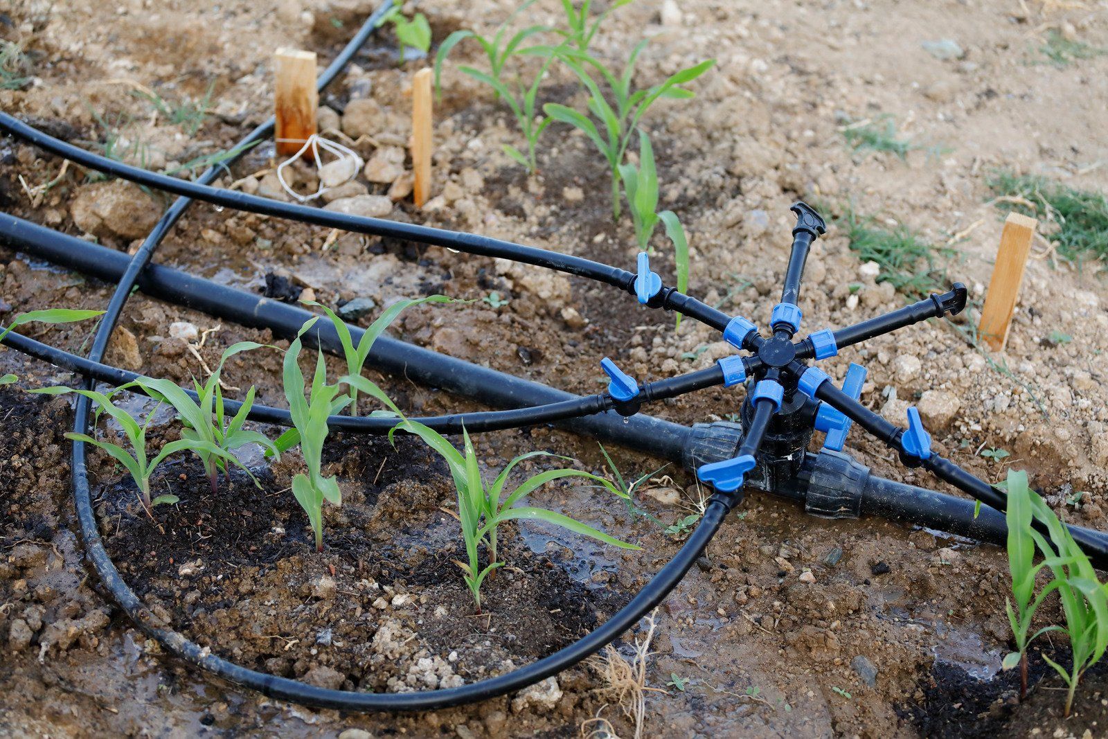 Drip irrigation system watering young corn plants in a garden bed. Black tubing and a central blue valve distribute water.