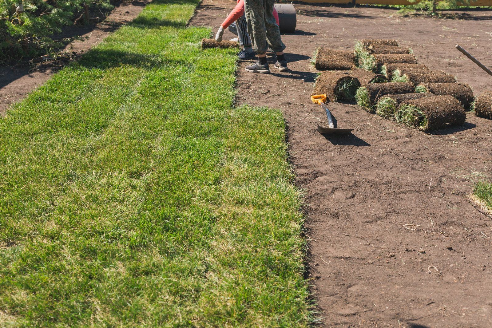 A person laying sod near a swimming pool. The person uses a rake, surrounded by rolls of new grass