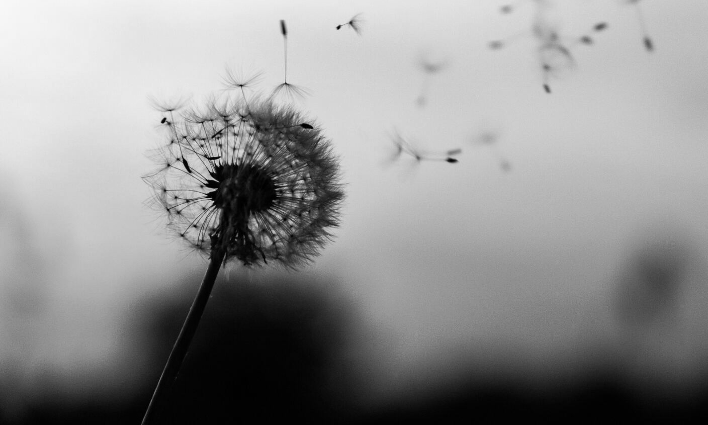 Dandelion seed head with seeds blowing away against a blurry gray sky.