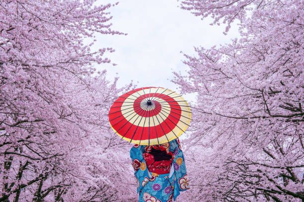 Woman in kimono holding red umbrella, standing under cherry blossom trees in full bloom.