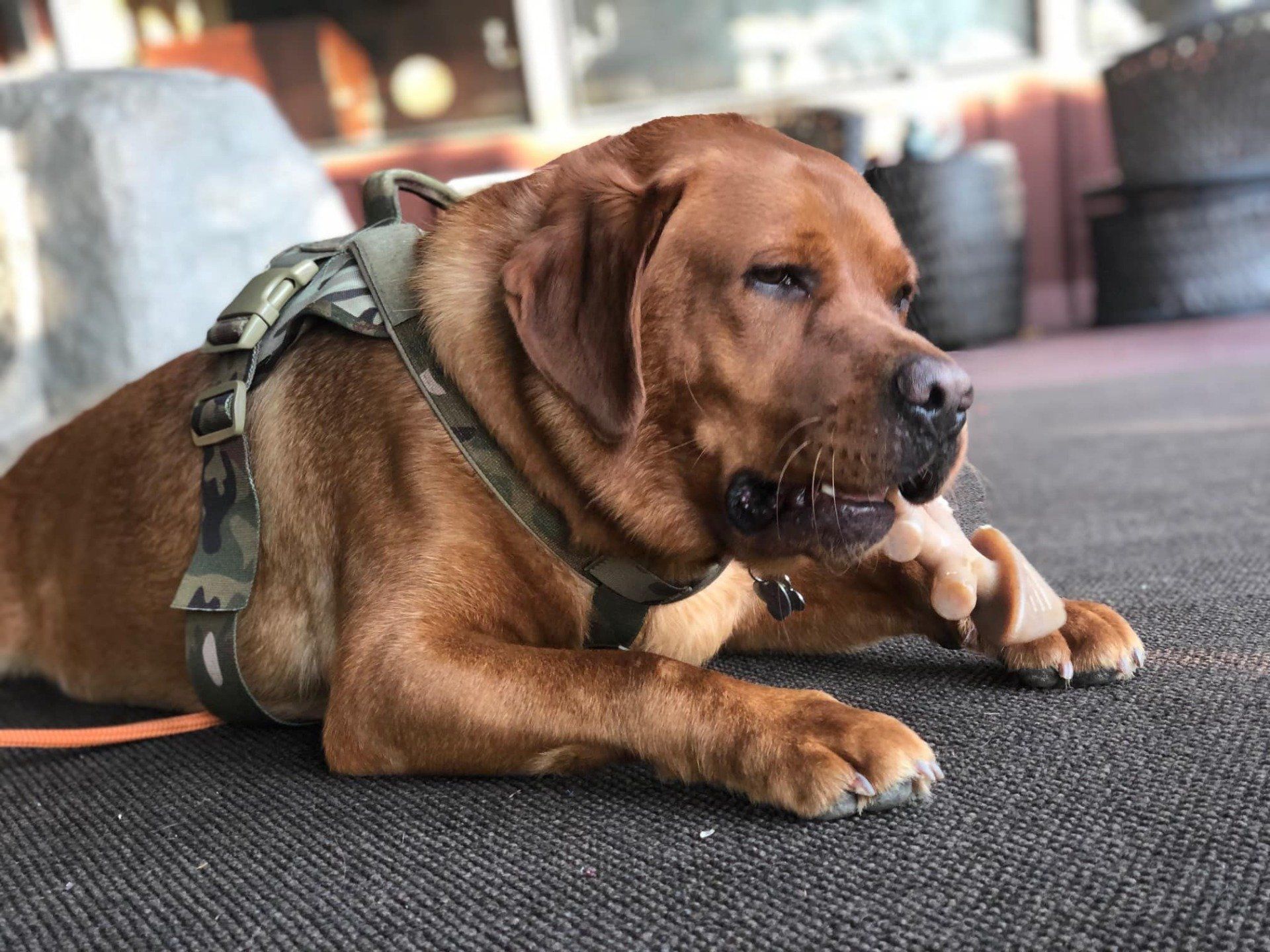 Charlie - The Salish Seaside Escapes - Eastsound, WA