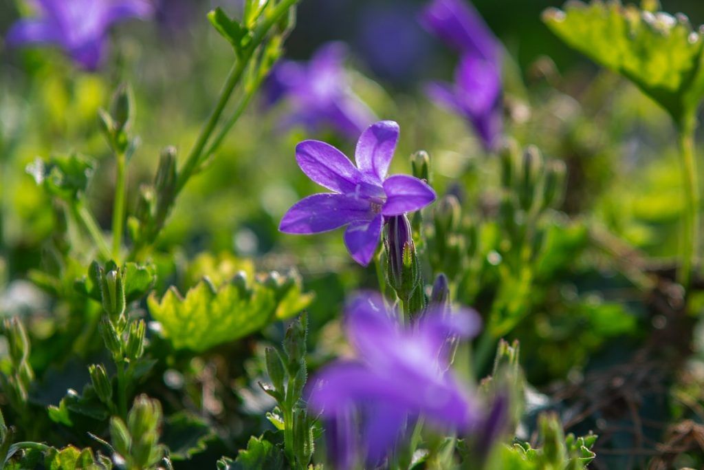 Blume