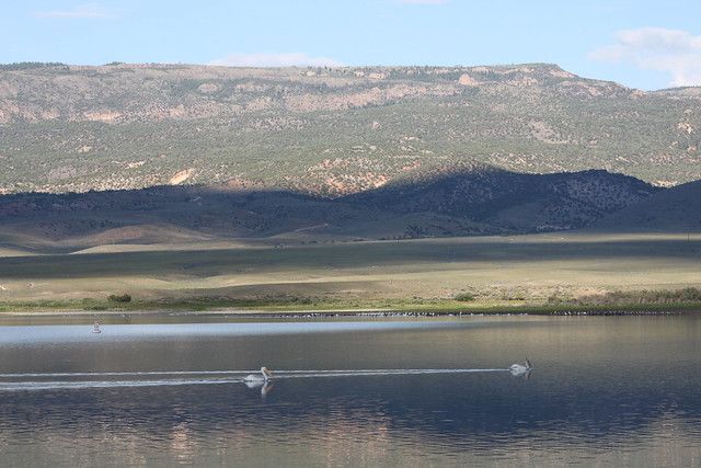 Two white birds swim on a calm, reflective lake in front of a sprawling grassy plain and a distant, rocky mountain range.