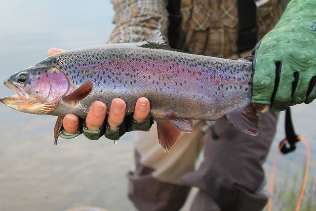 A person holding a rainbow trout with distinctive iridescent pink and black-spotted scales near a body of water.