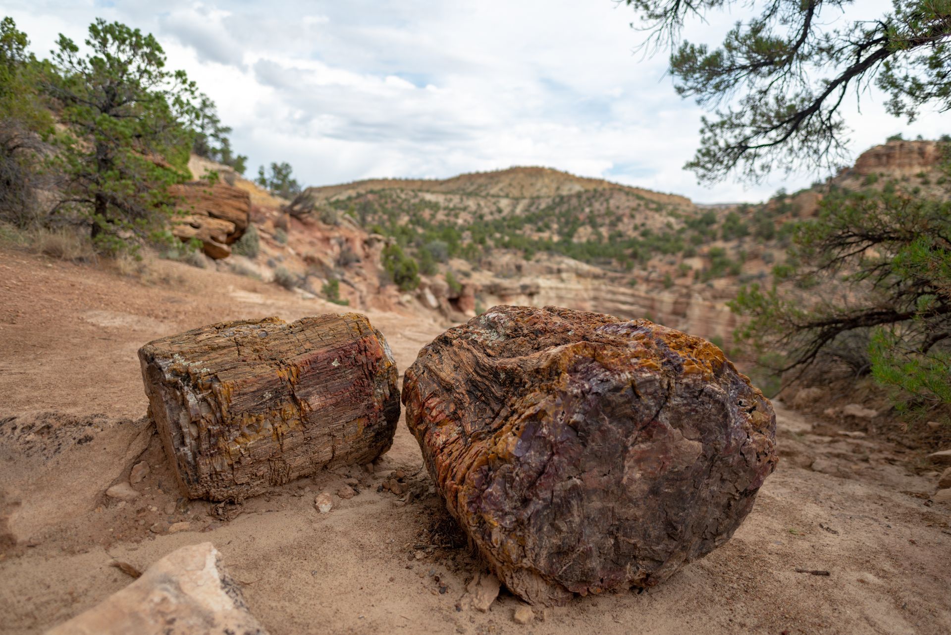 Two large petrified logs on a dirt trail in a rocky desert landscape with trees and hills.