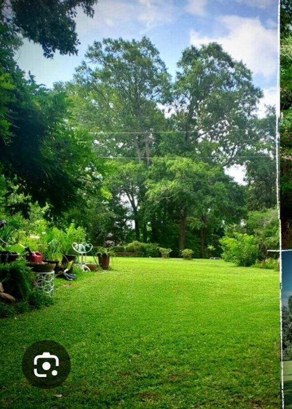 Lush green yard with trees in background, sunny day.