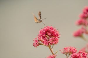 cremation services in Murfreesboro, TN