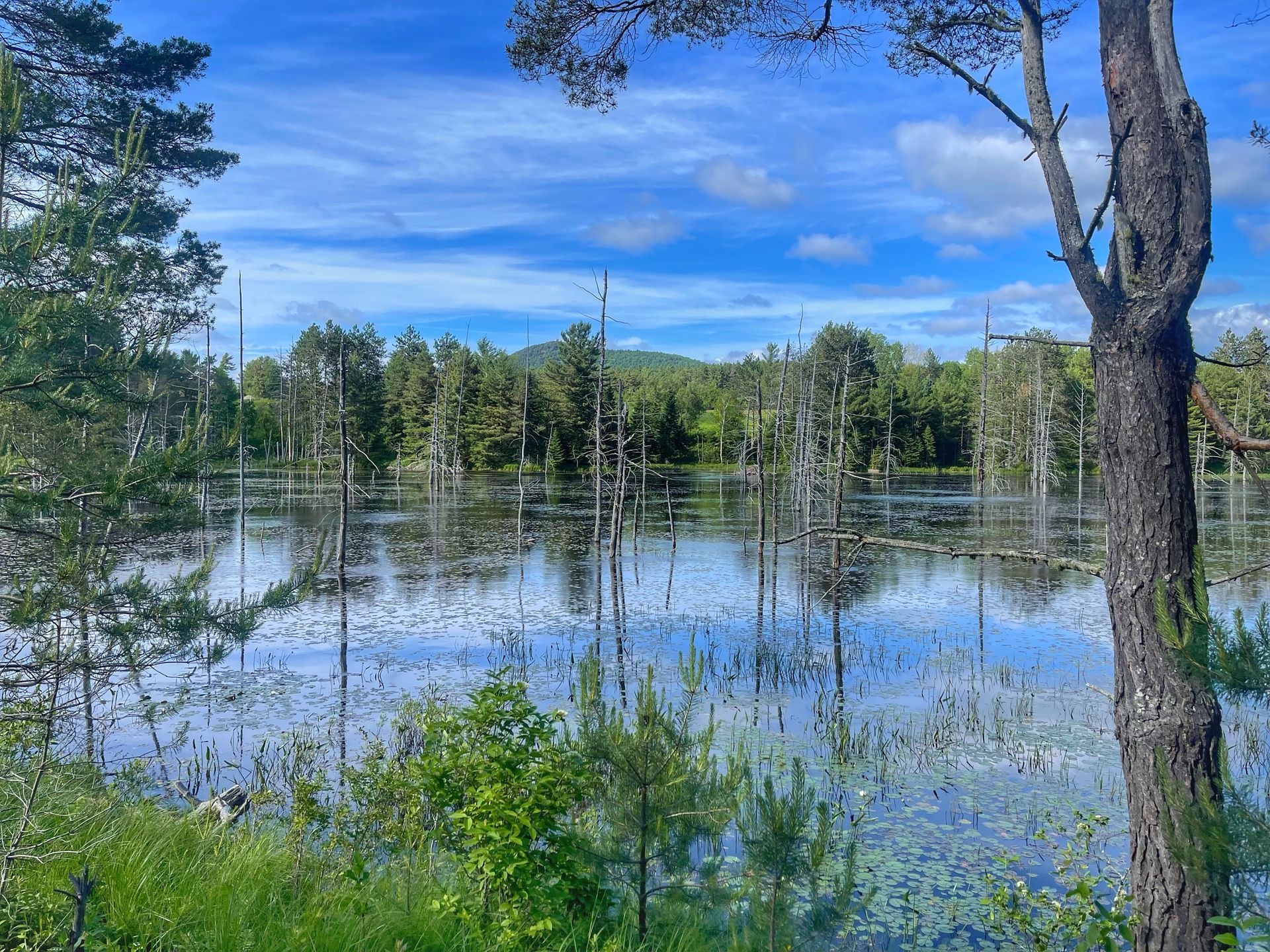 View of pond with surrounding forest on the Adirondack Rail Trail