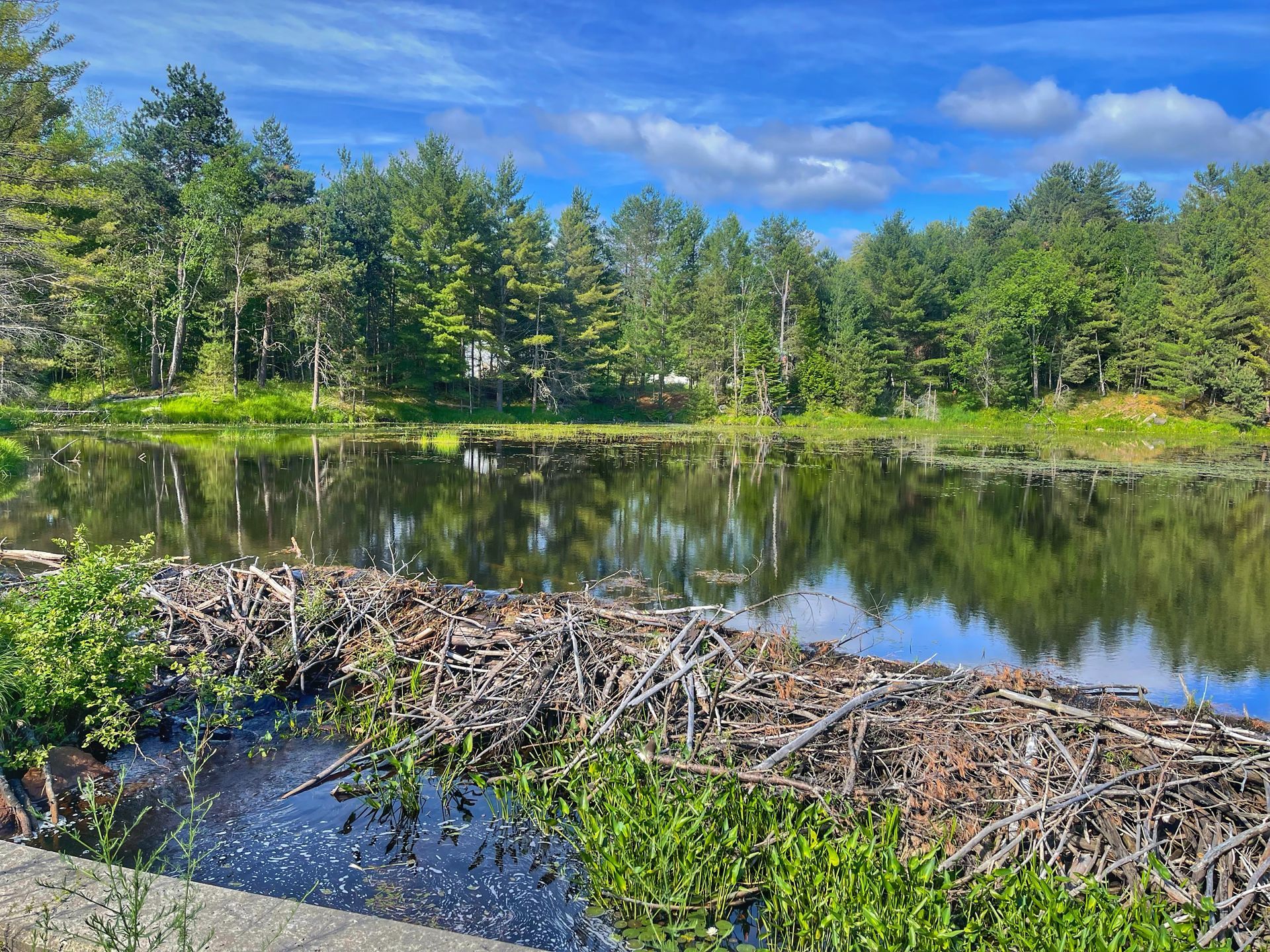 View of beaver dam along the Adirondack Rail Trail