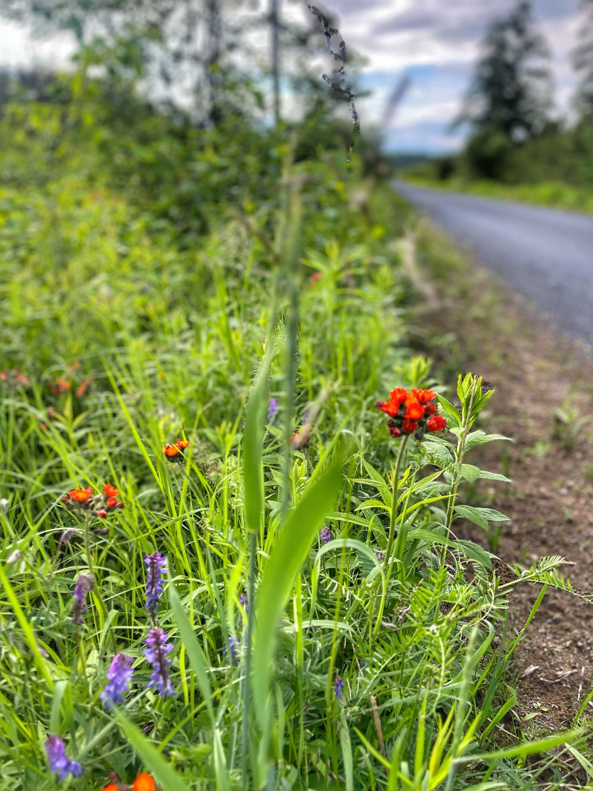 Flowers along the side of the Adirondack Rail Trail