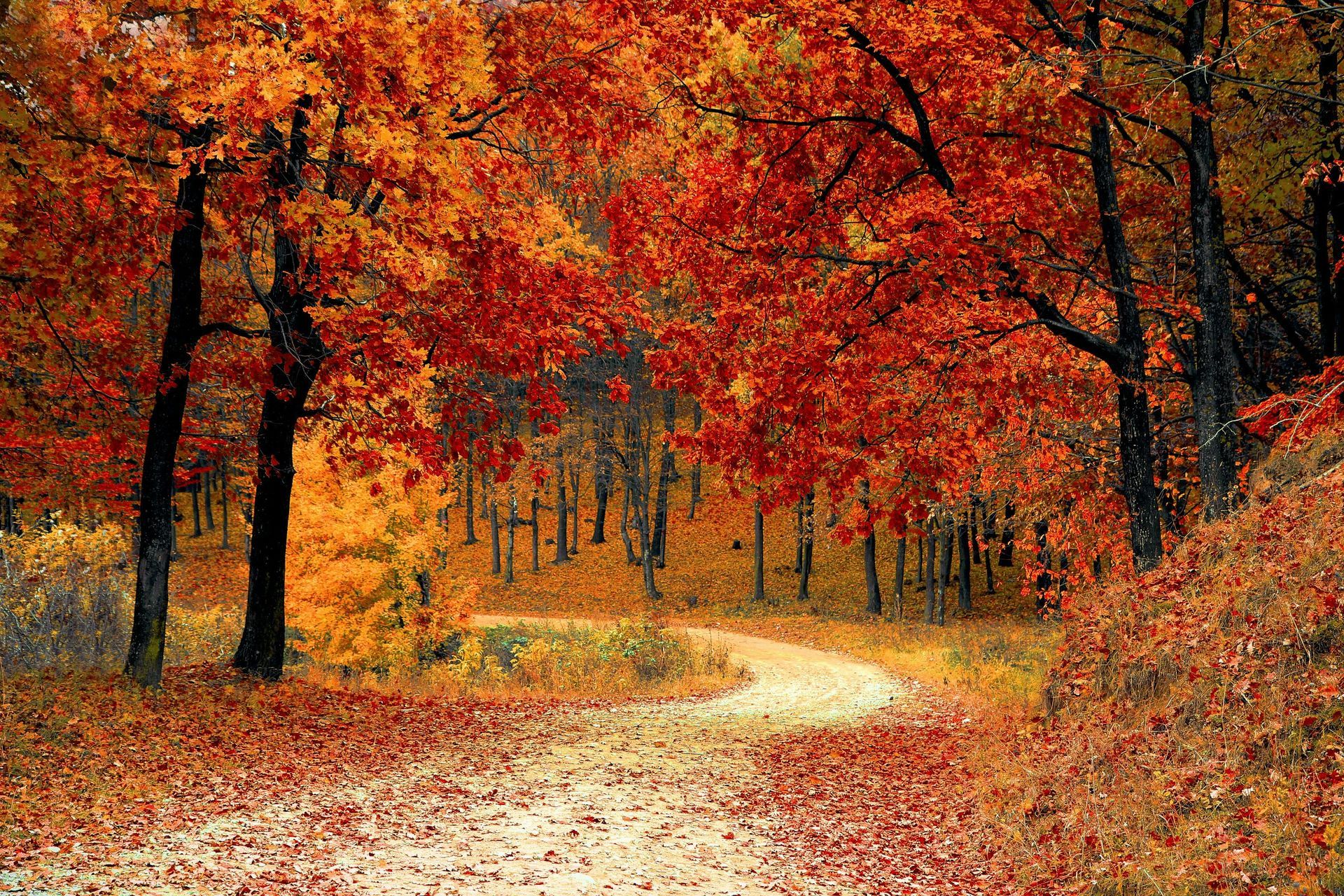 A hiking trail surrounded by a forest of trees with vibrant red, orange, and yellow leaves