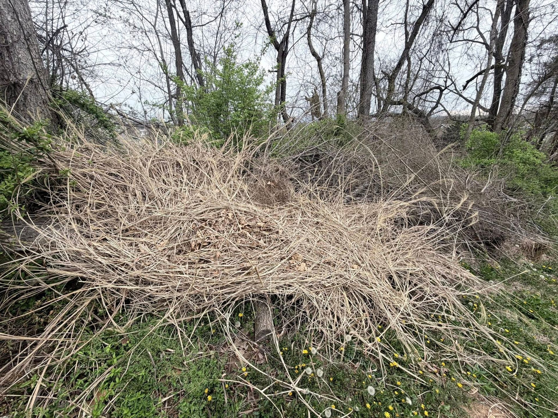Dense beige brush overgrown on a wooded hillside with bare trees and green undergrowth