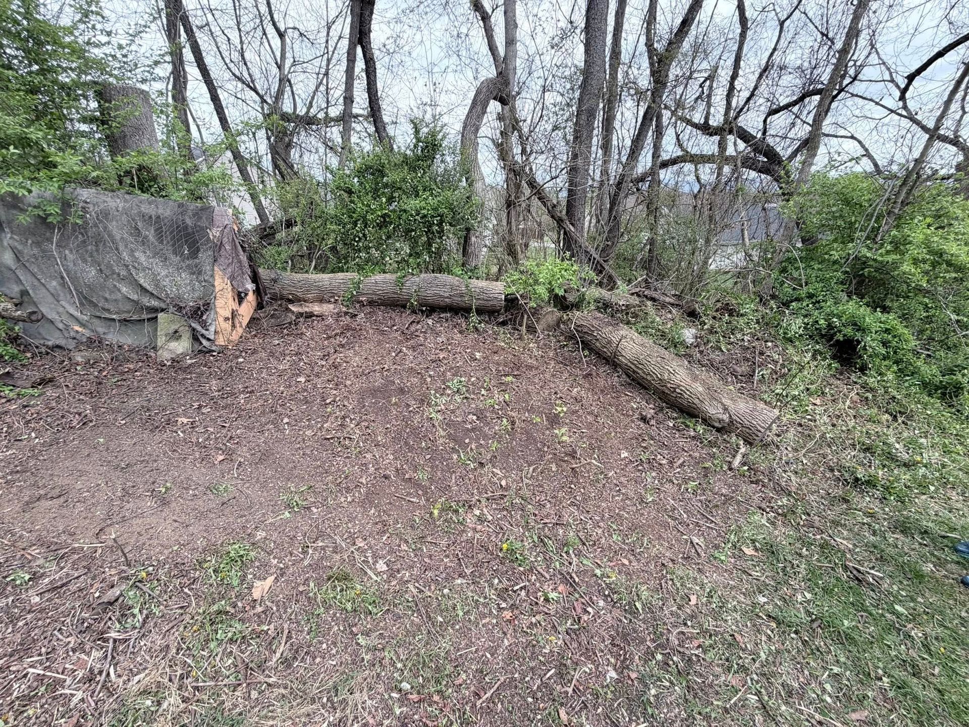 Wooded clearing with bare trees, a fallen log, and a tarp-covered pile on the left