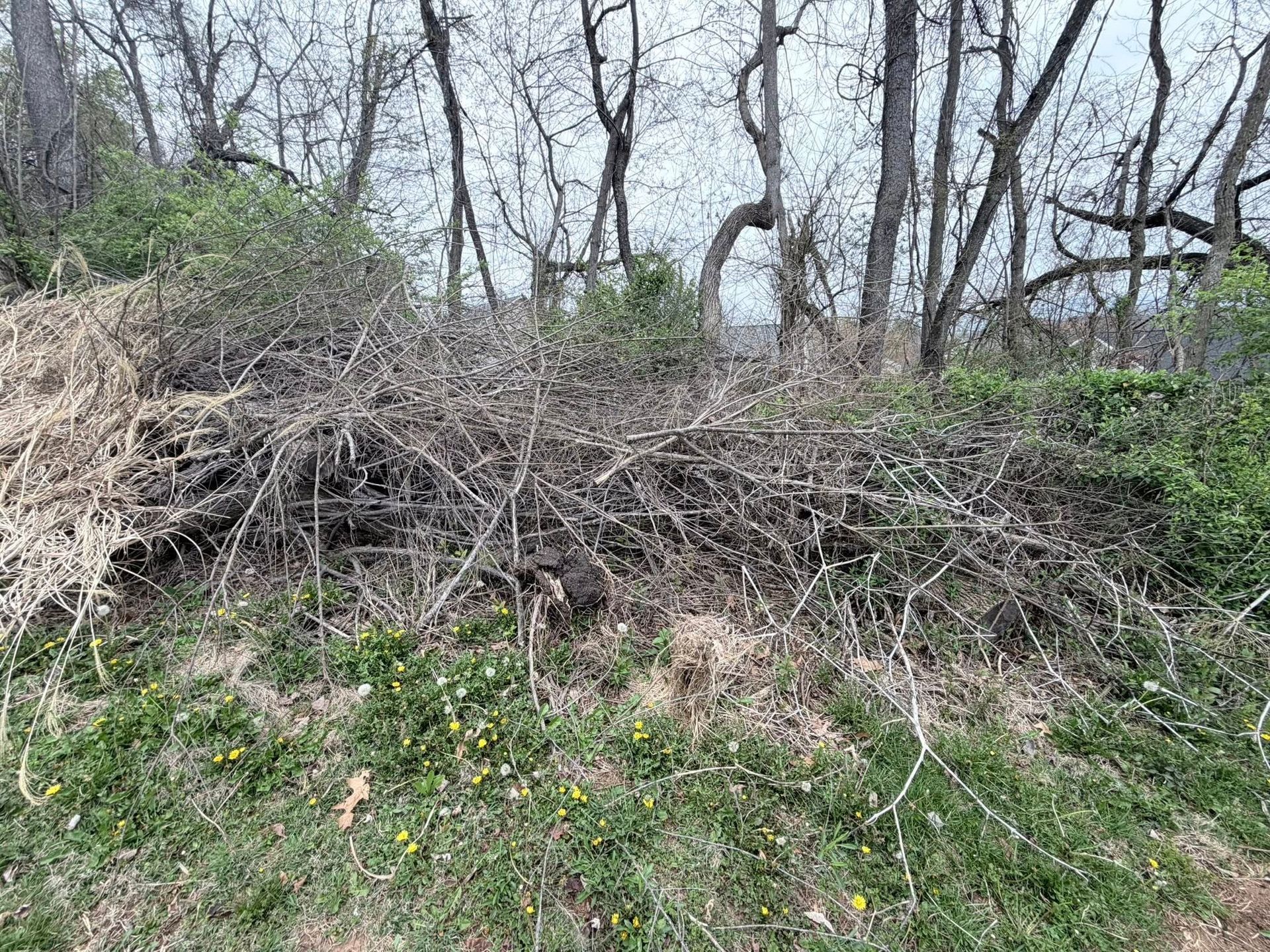 Dense tangle of bare branches and brush on a wooded hillside with sparse green growth