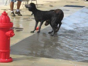 Black dog standing on wet pavement beside a red fire hydrant and a person’s legs