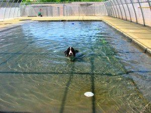 Dog swimming in an indoor pool with clear water and fenced walls вокруг