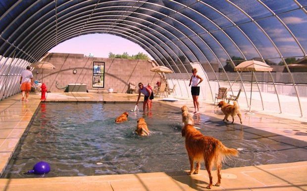 Dogs swimming in an indoor pool under an arched roof, with people standing nearby