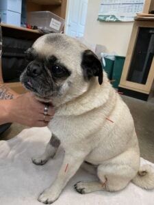 Small pug sitting on a table while a person holds its chin, with bandages on its body