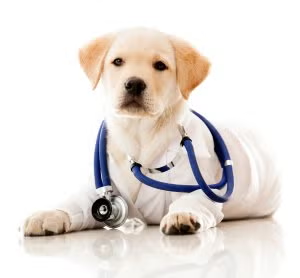 Golden retriever puppy wearing a blue stethoscope on a white background