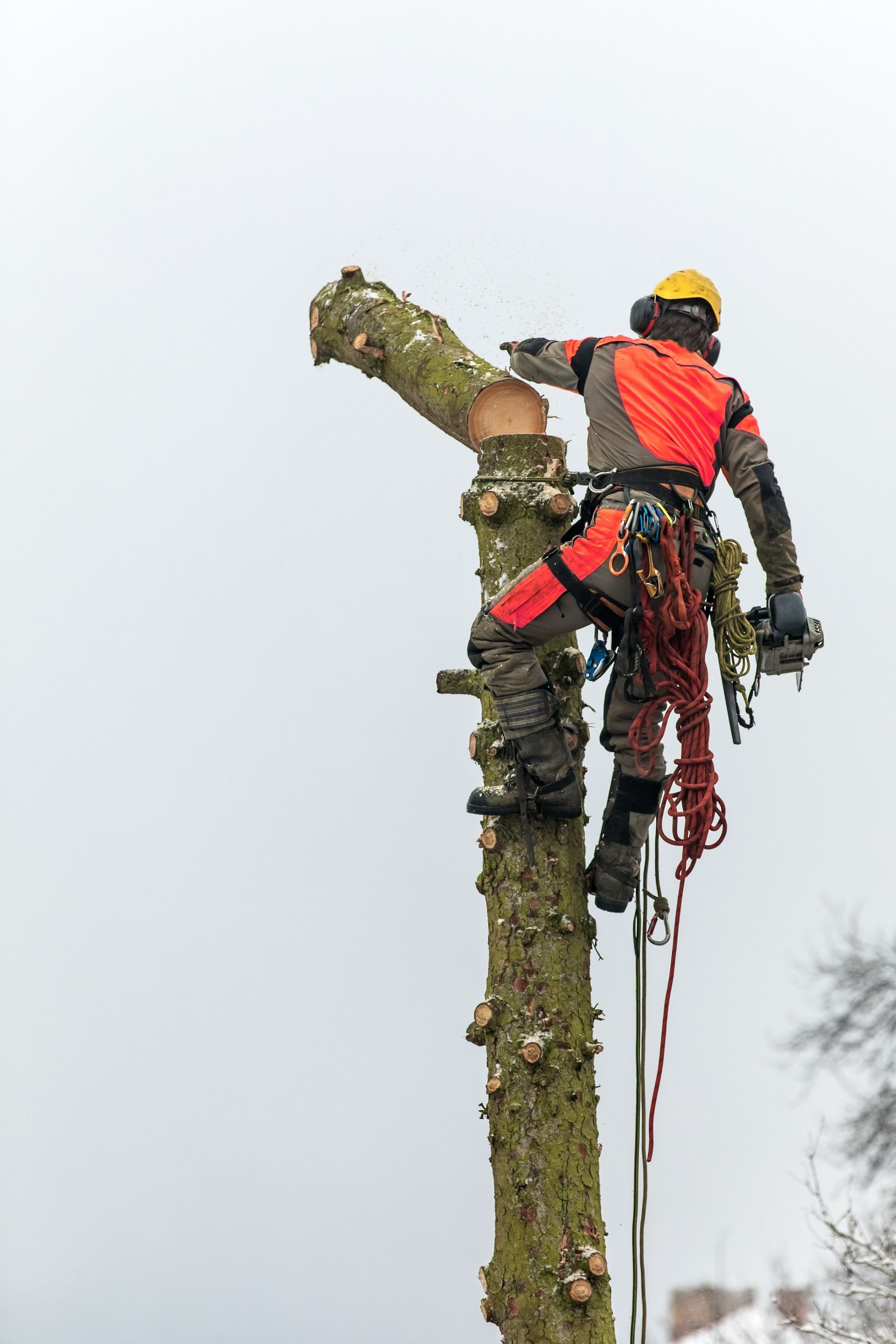 A tree surgeon in high-visibility gear climbs a tree trunk to cut a limb, secured by a harness and ropes.