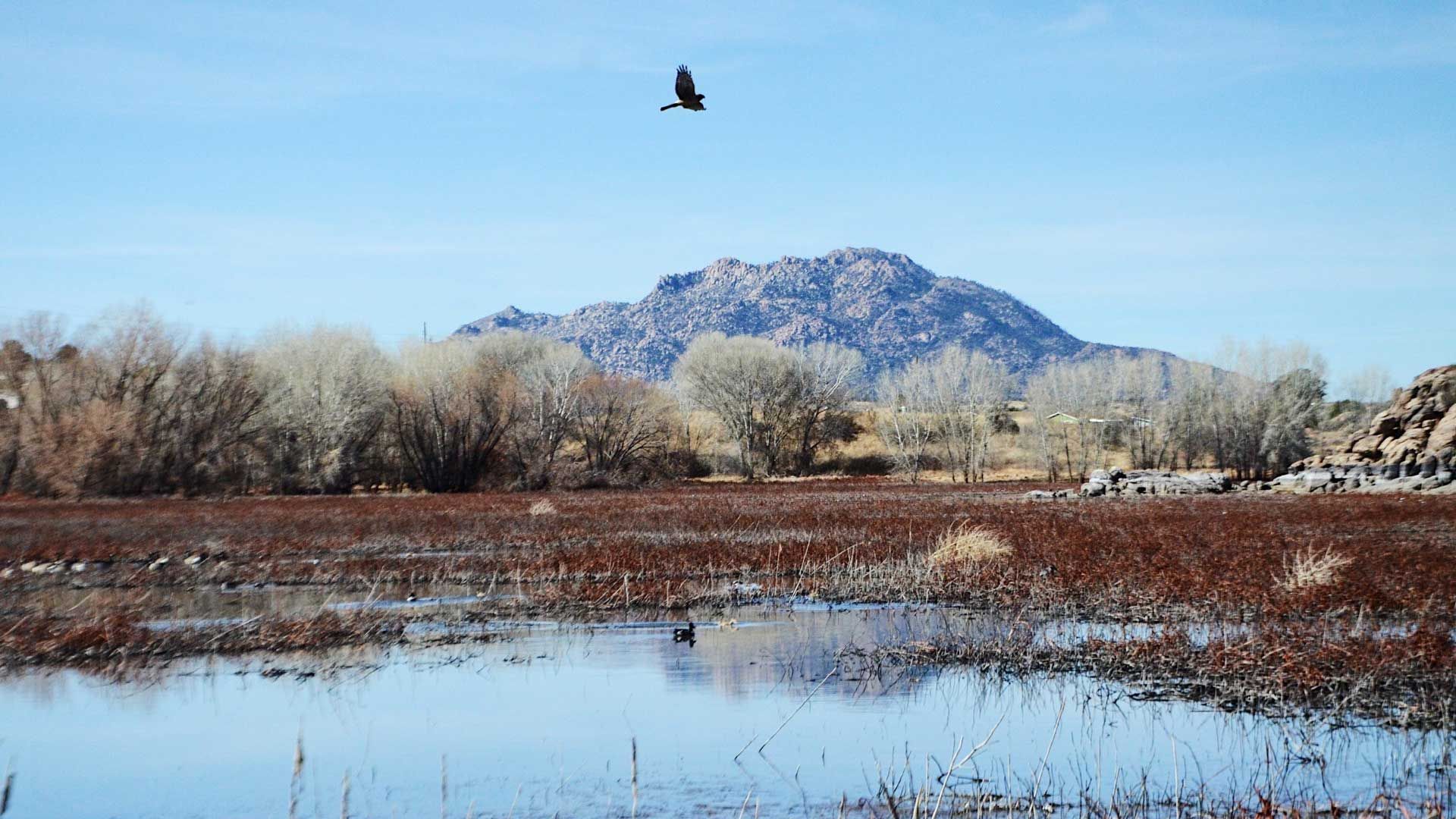 A bird flies over a marshy landscape with water, bare trees, and a mountain under a blue sky.