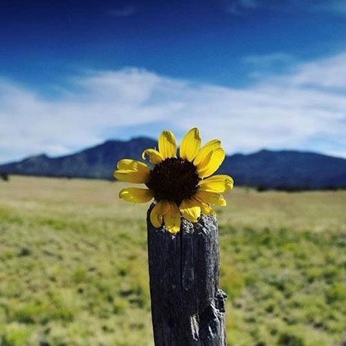 Yellow flower on wooden post; green field, blue sky, mountains in the background.