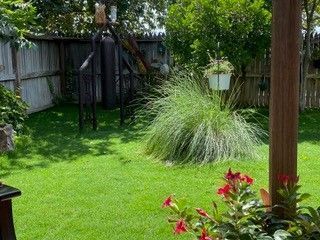 A sunny backyard featuring a lush green lawn, a large ornamental grass, a wooden fence, and vibrant red flowers.