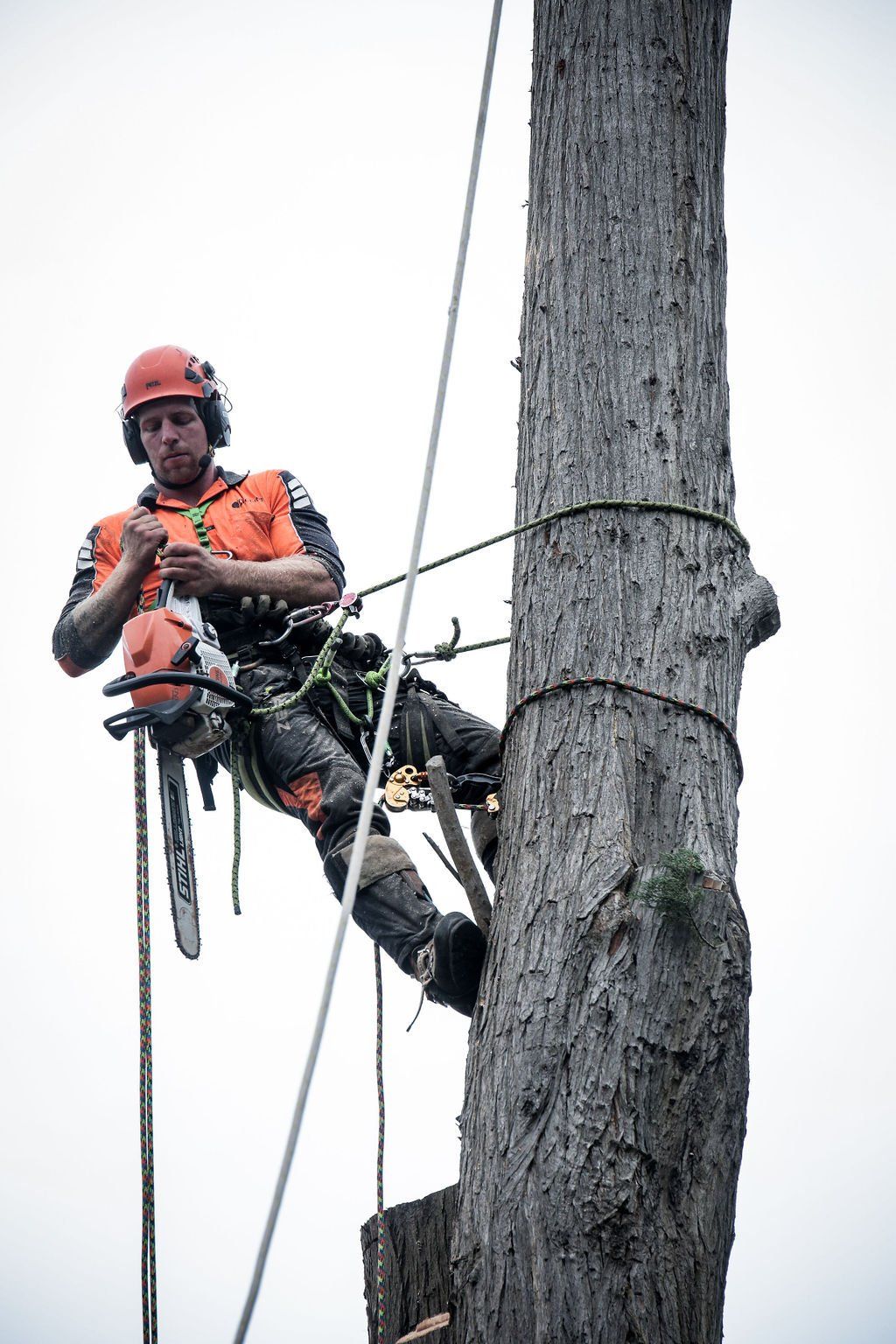 A man is climbing a tree with a chainsaw.