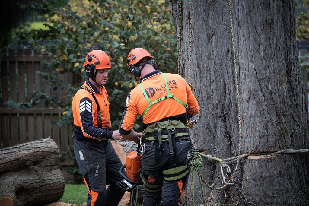 Two men are cutting down a tree with a chainsaw.