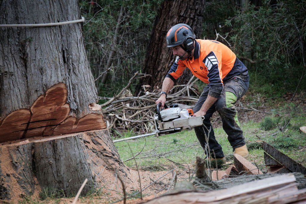 A man is cutting a tree with a chainsaw in the woods.