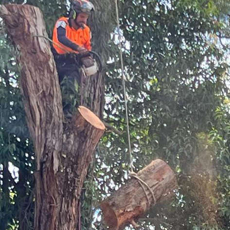 A man is cutting down a tree with a chainsaw.