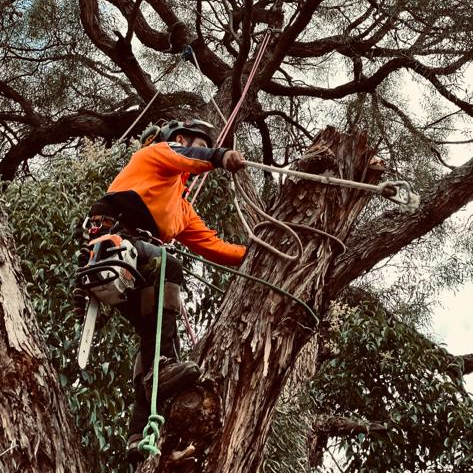 A man is climbing a tree with a chainsaw.