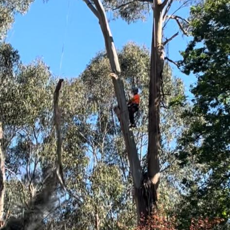 A man is climbing a tree with a chainsaw.