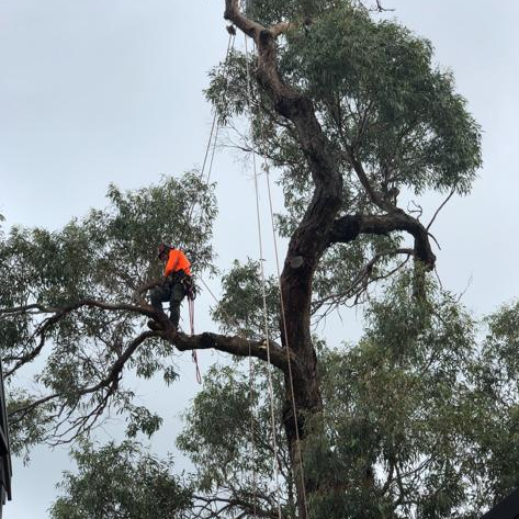 A man is climbing a tree with a rope.