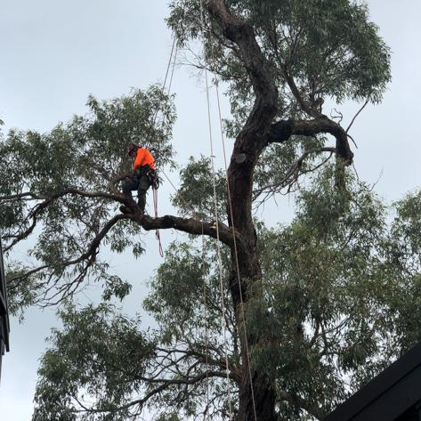 A man is climbing a tree with a rope attached to it.