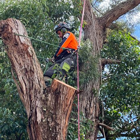 A man is climbing a tree with a chainsaw.