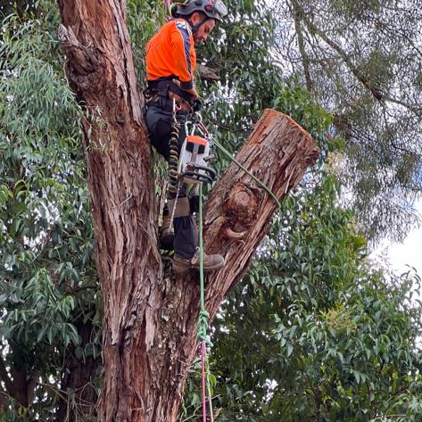 A man is climbing a tree with a chainsaw.