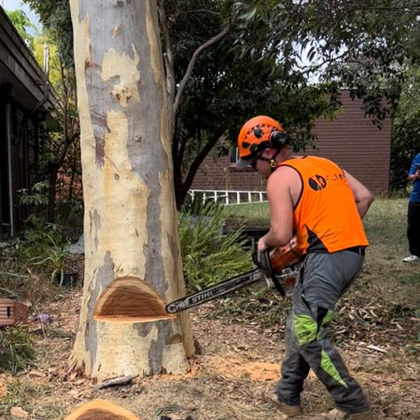 A man is cutting a tree with a chainsaw.