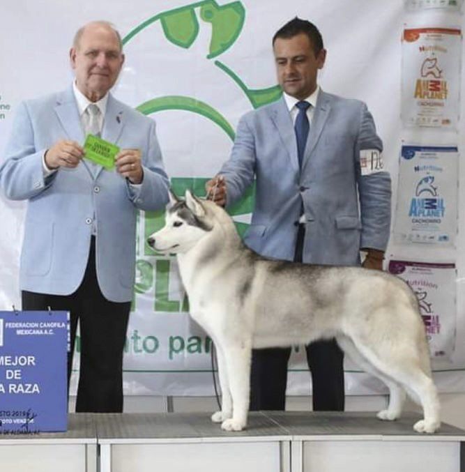 criadero de perros husky