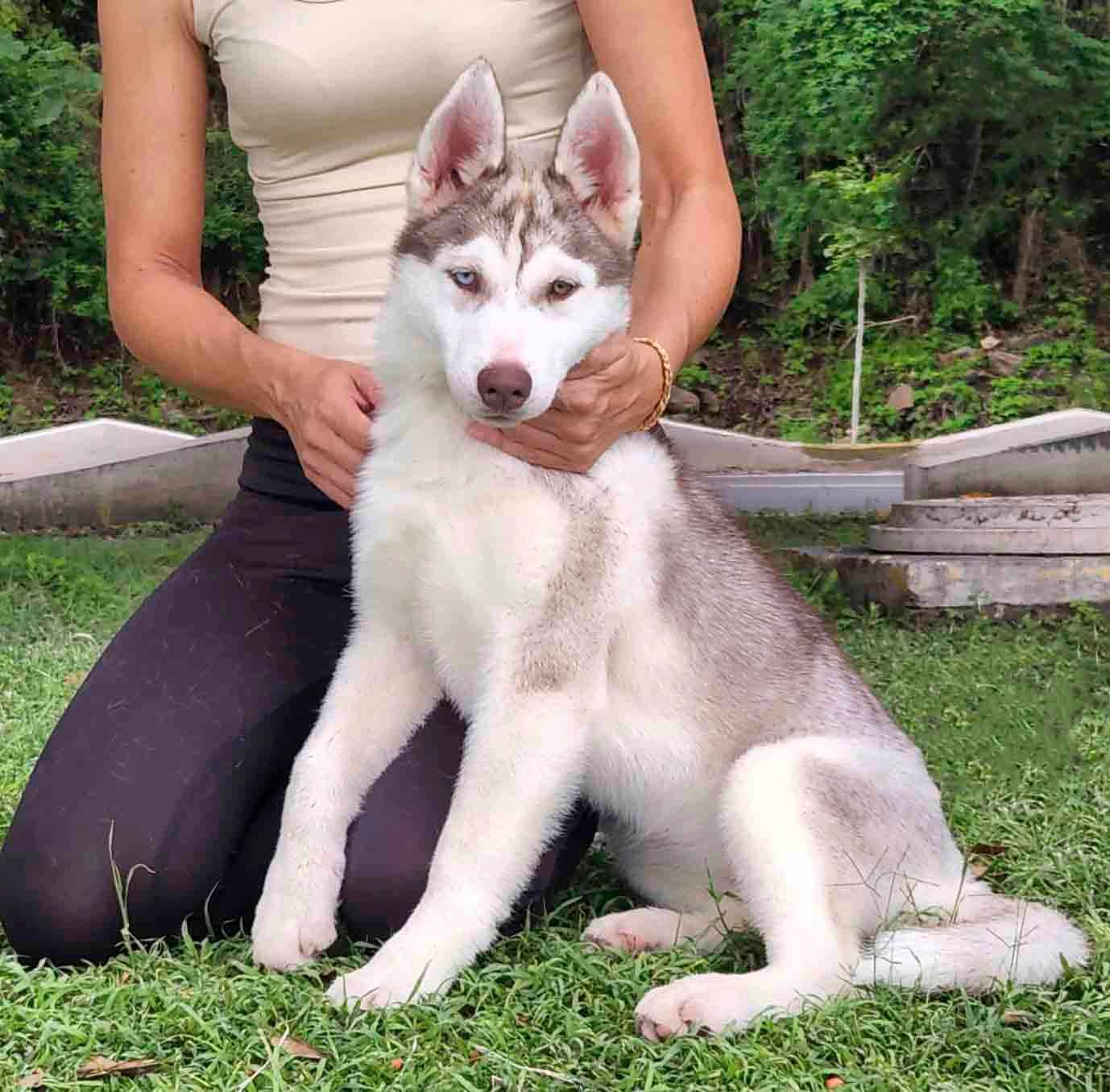 Criaderos de husky siberiano en Phoenix