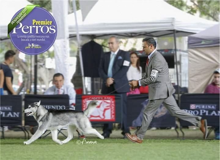 criadero husky siberiano mexico