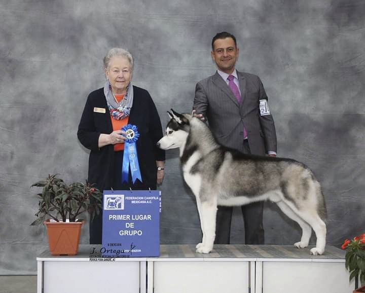 criadero husky siberiano mexico