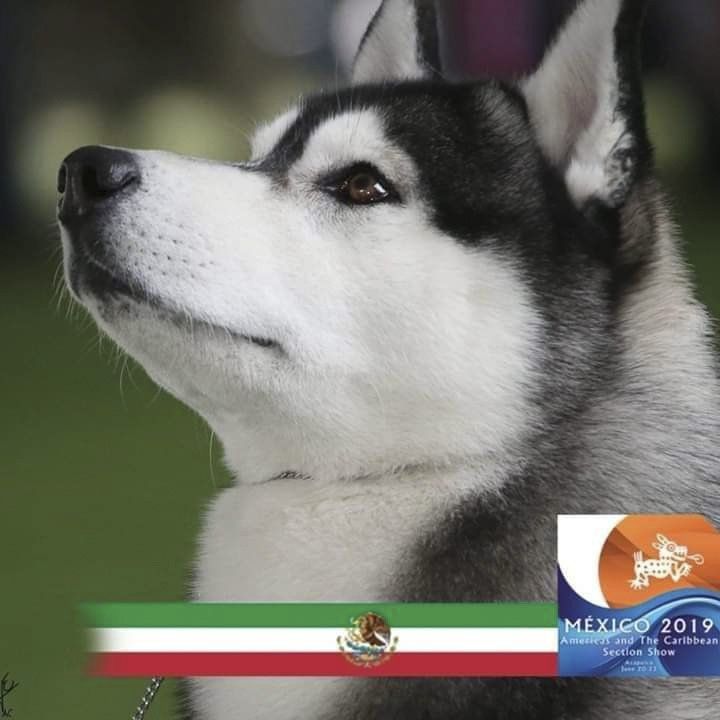 criadero husky siberiano mexico