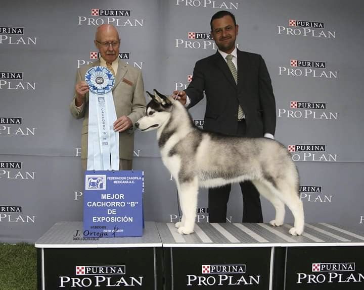 criadero husky siberiano mexico