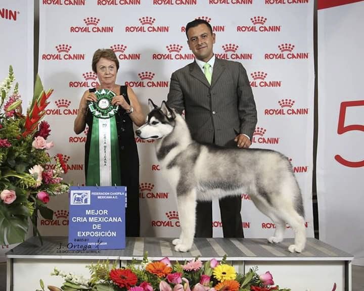 criadero husky siberiano mexico