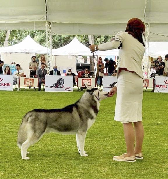 criadero de perros husky