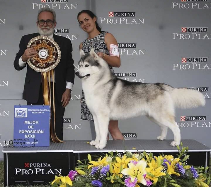 husky siberiano en tepic