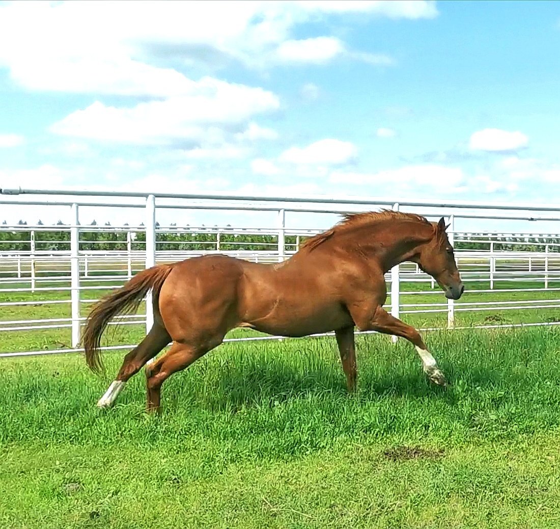 Bar None Ranches Loses Gilded Time