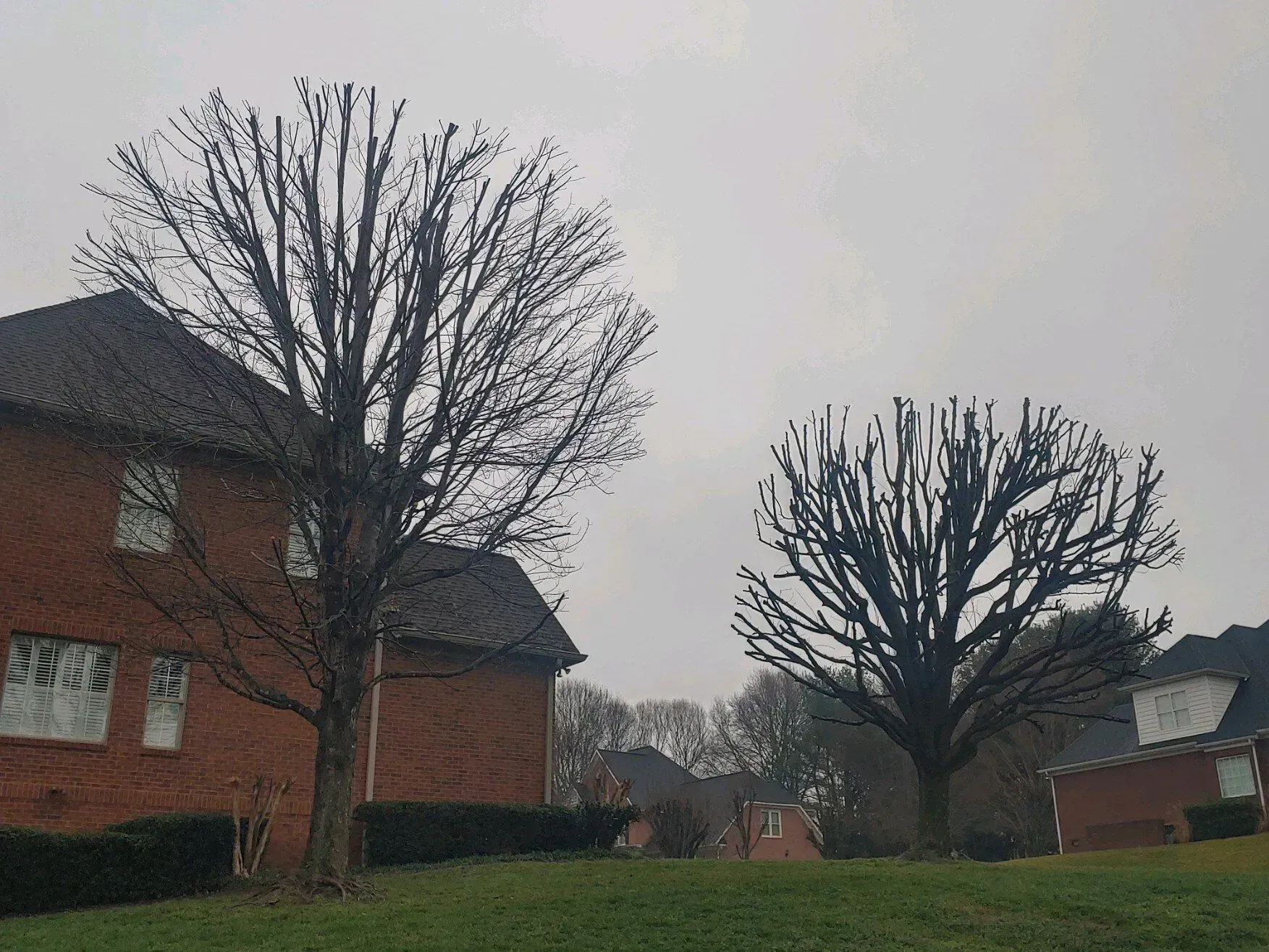 Leafless trees and brick houses in a quiet neighborhood under a gray sky